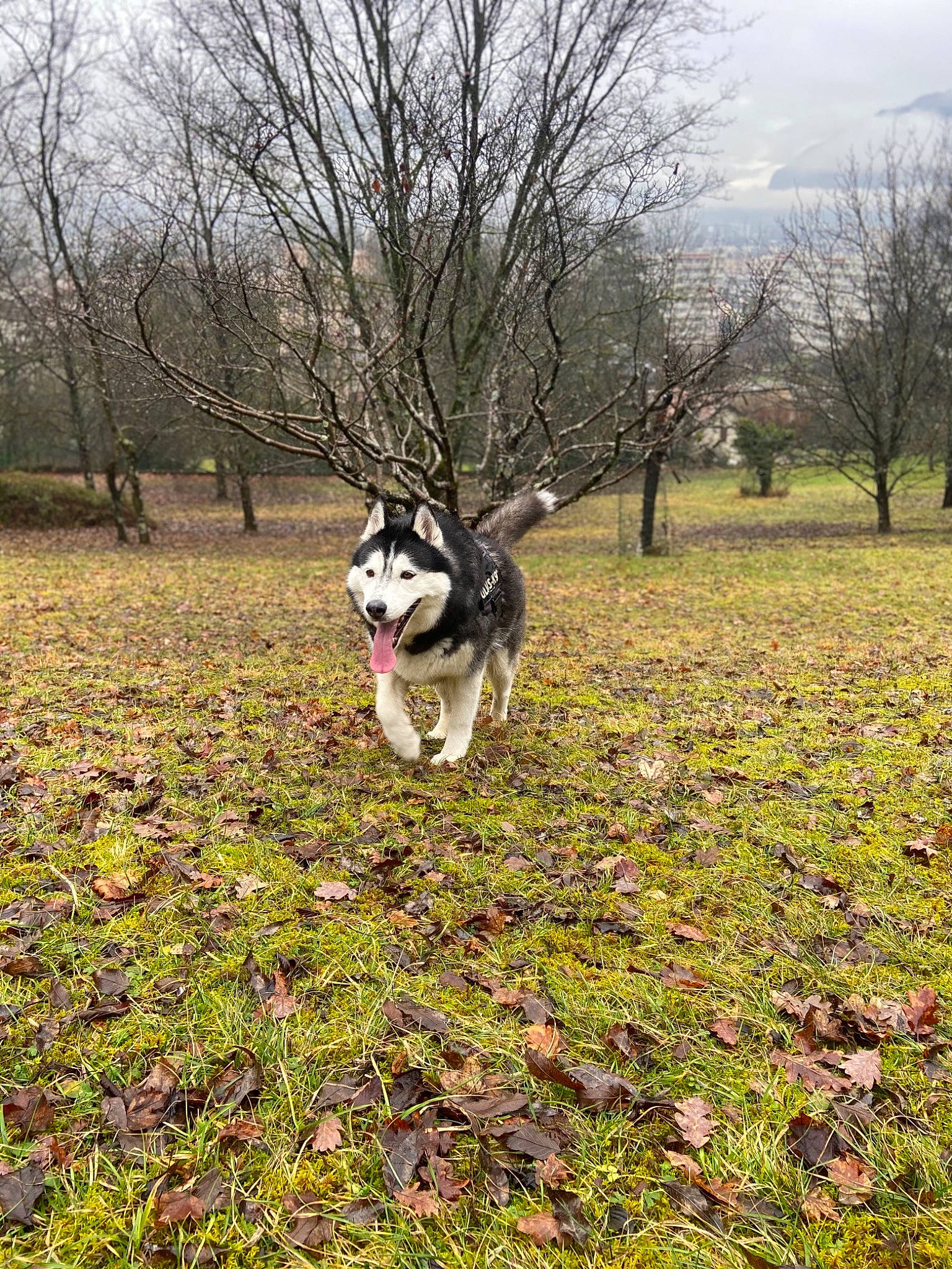 Gipsy King a rejoint le concours — aidez-le/la à gagner de superbes lots ! carnivore, cloud, companion_dog, dog, dog_breed, grass, grass_family, grassland, groundcover, leash, natural_landscape, pasture, plant, recreation, siberian_husky, sky, sporting_group, tail, tree, working_animal