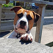 Tsuki a rejoint le concours — aidez-le/la à gagner de superbes lots ! dog, paw, wooden_table, outdoor, daylight, fence, collar, pet, animal, curious, brown, white, closeup, sunlight, nature, canine, friendly, playful, background_car, metal_ring