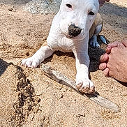 Alcapone a rejoint le concours — aidez-le/la à gagner de superbes lots ! puppy, dog, sand, beach, stick, paws, nose, rock, outdoor, sunlight, nature, animal, pet, closeup, playful, young_dog, feet, curious, resting, daytime