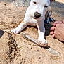 puppy, dog, sand, beach, stick, paws, nose, rock, outdoor, sunlight, nature, animal, pet, closeup, playful, young_dog, feet, curious, resting, daytime