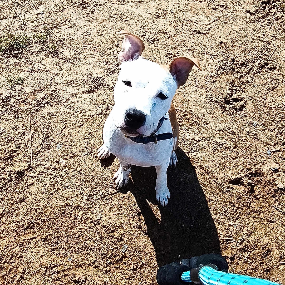 Alcapone participe au concours pour gagner de l'argent avec cette photo : animal, brown, canine, collar, cute, dog, ears, ground, leash, nature, outdoor, paw, pet, playful, sand, shadow, snout, sunlight, waiting, white