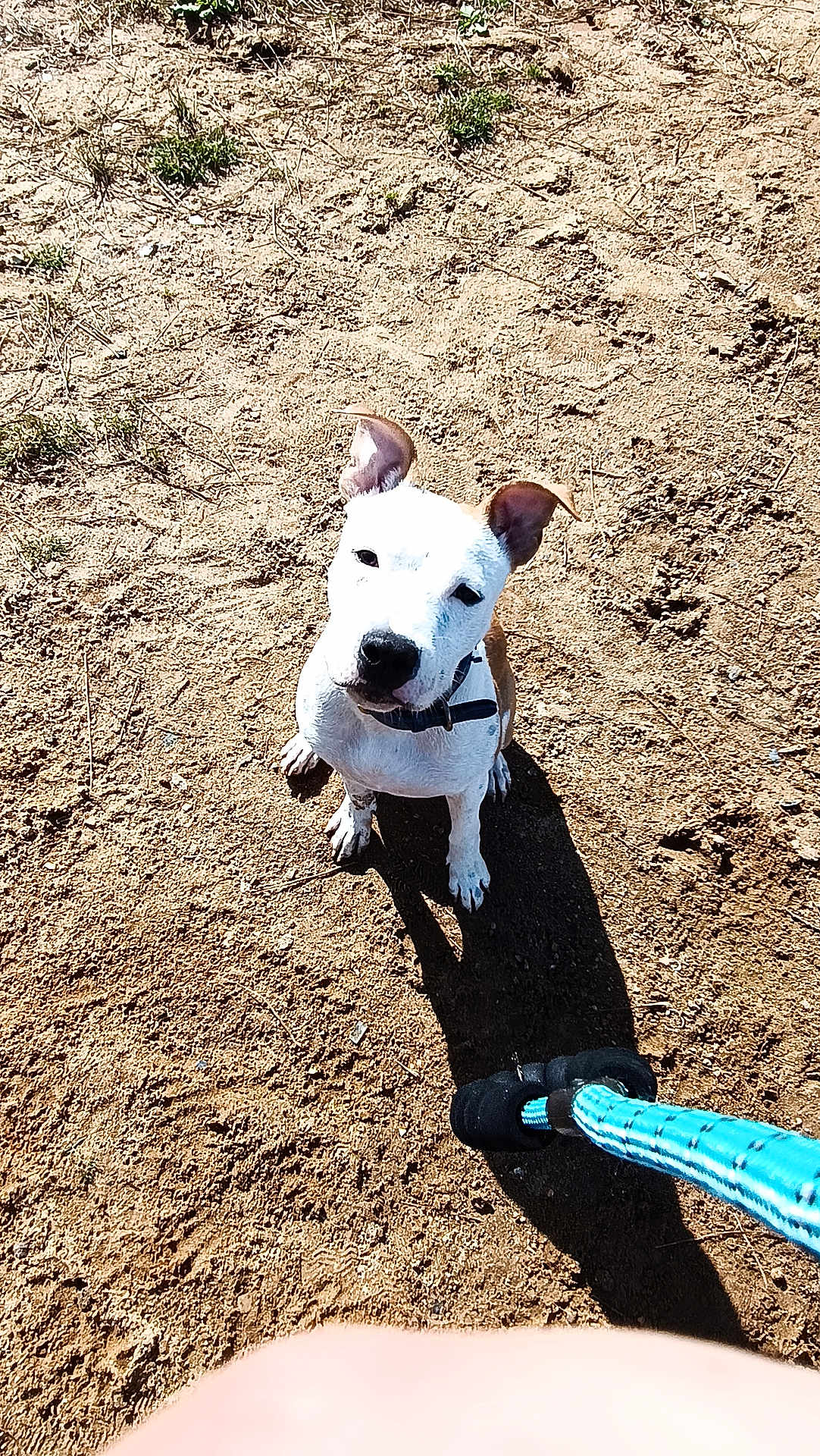 Alcapone participe au concours pour gagner de l'argent avec cette photo : dog, leash, sand, outdoor, pet, animal, brown, white, collar, sunlight, shadow, playful, waiting, cute, ears, snout, paw, canine, ground, nature
