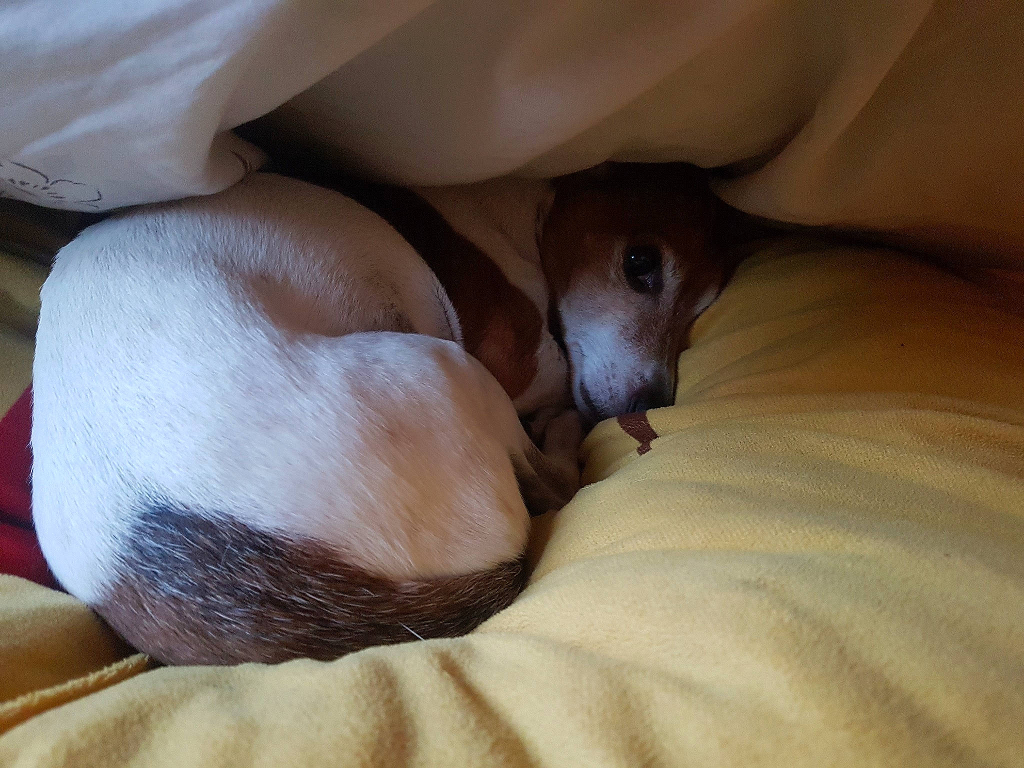 Bertie joined the competition — help win amazing prizes! american_hairless_terrier, canidae, carnivore, dog, fawn, italian_greyhound