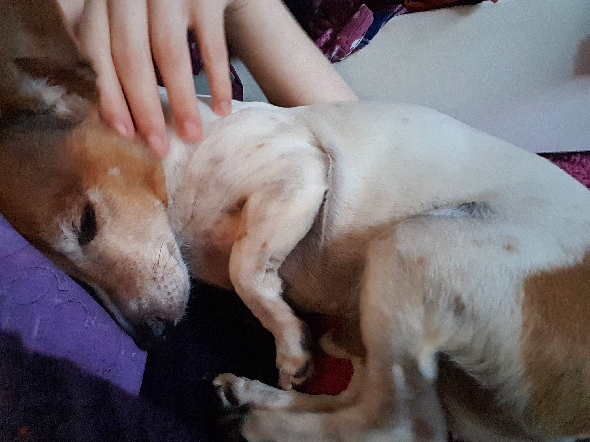 Bertie joined the competition — help win amazing prizes! canidae, carnivore, dog, dog_breed, fawn, mammal, nail, puppy_love, snout, vertebrate