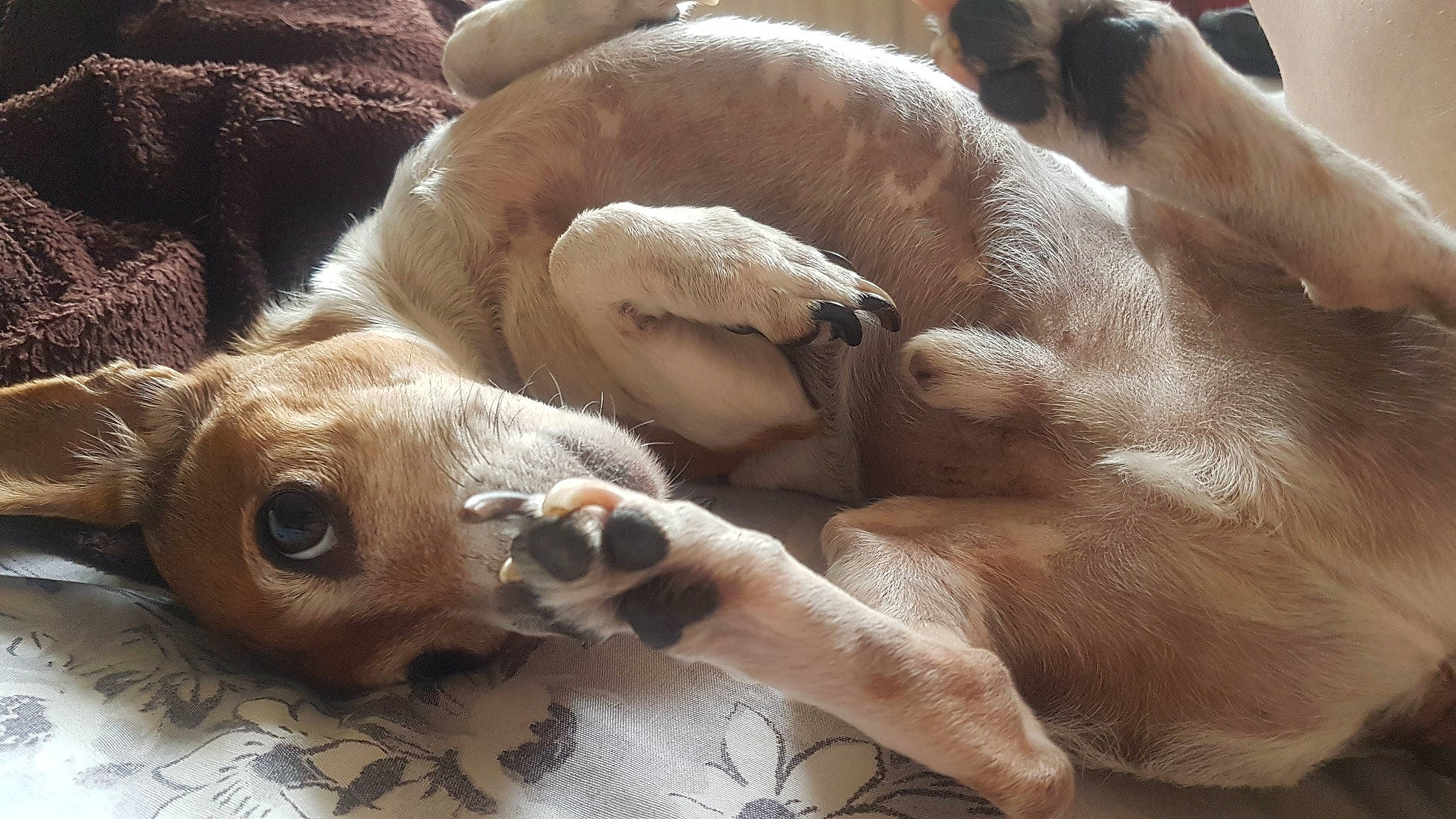 Bertie is registered to the contest to win money with this photo: canidae, carnivore, dog_breed, fawn, paw, snout