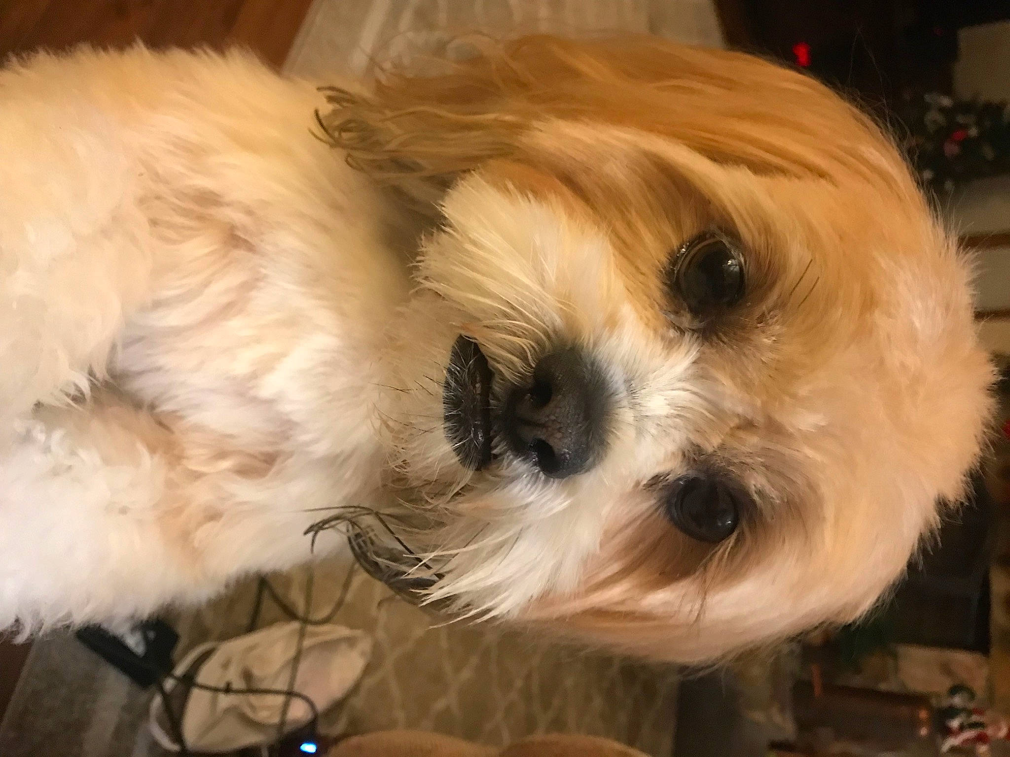 Shiloh is registered to the contest to win money with this photo: canidae, carnivore, companion_dog, dog, dog_breed, dog_supply, fawn, fur, liver, mal_shi, maltepoo, shih_poo, shih_tzu, small_terrier, snout, sporting_group, terrier, toy_dog, whiskers, working_animal