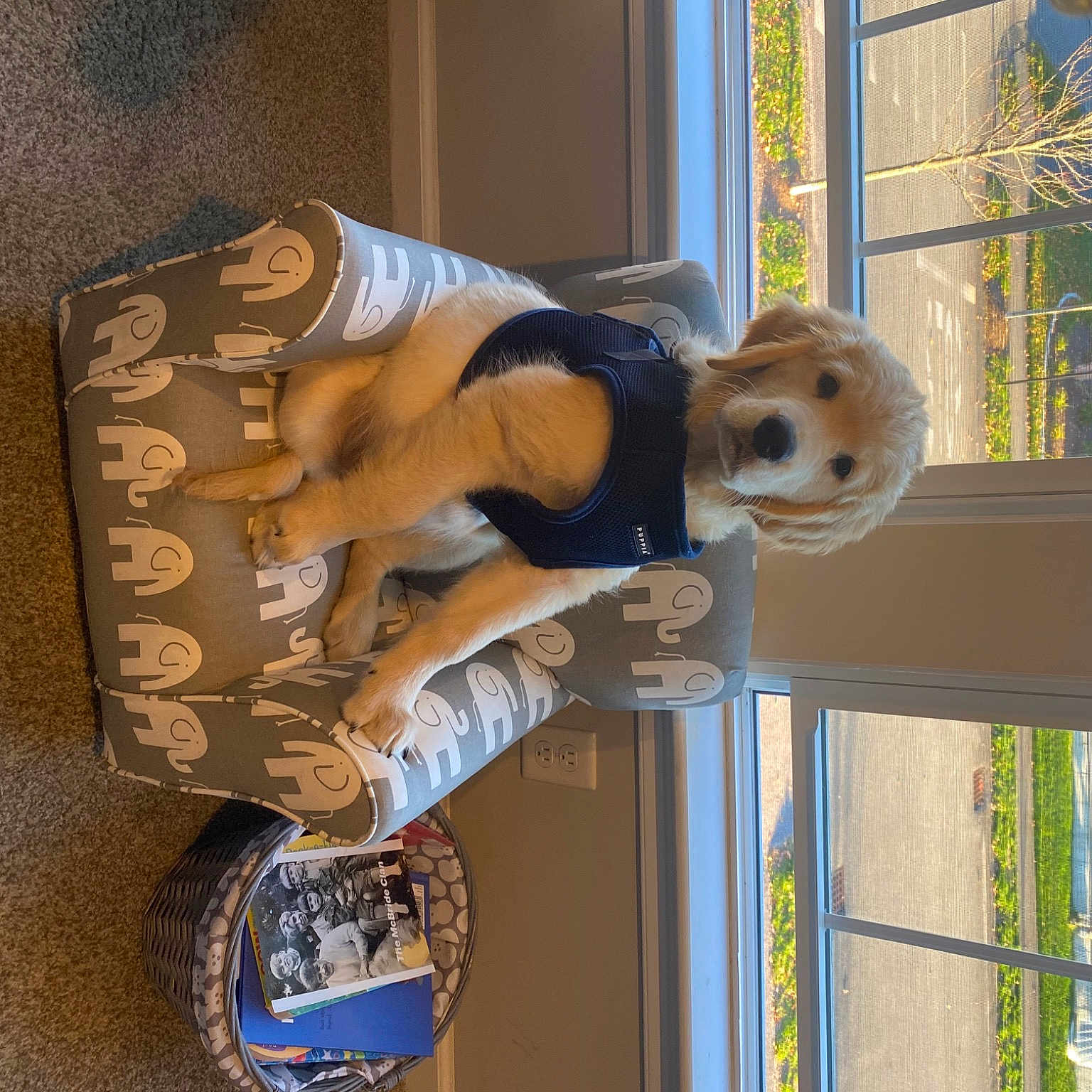 Walter joined the competition — help win amazing prizes! art, canidae, carnivore, companion_dog, dog, dog_breed, door, fawn, fur, room, sporting_group, sunglasses, toy, tree, visual_arts, window, wood