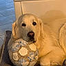animal, bed, canine, companion, cushion, cute, dog, domestic_animal, floor, fur, golden_retriever, head, indoor, paw, pet, relaxed, resting, sleepy, soccer_ball, tile_floor