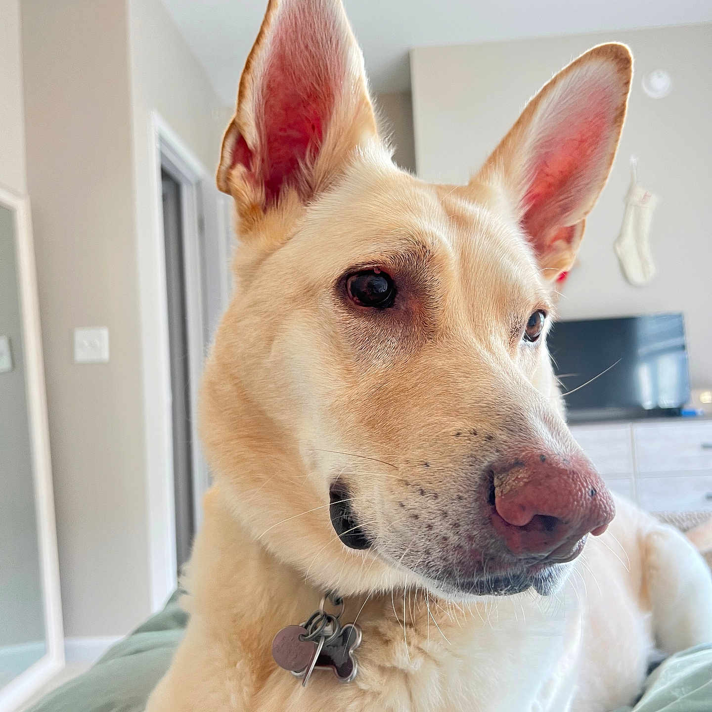 Noodle joined the competition — help win amazing prizes! accessories, animal, canine, computerhardware, dog, electronics, furniture, germanshepherd, hardware, hound, husky, indoors, interiordesign, labradorretriever, monitor, pet, puppy, screen, snout, whitedog
