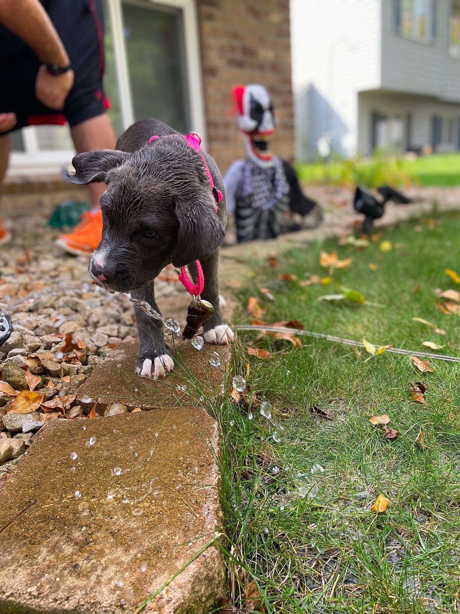 Paisley joined the competition — help win amazing prizes! beak, chicken, galliformes, grass, landscape, lawn, leaf, leisure, livestock, people_in_nature, phasianidae, plant, recreation, road, shorts, sitting, soil, sporting_group, tree, walking