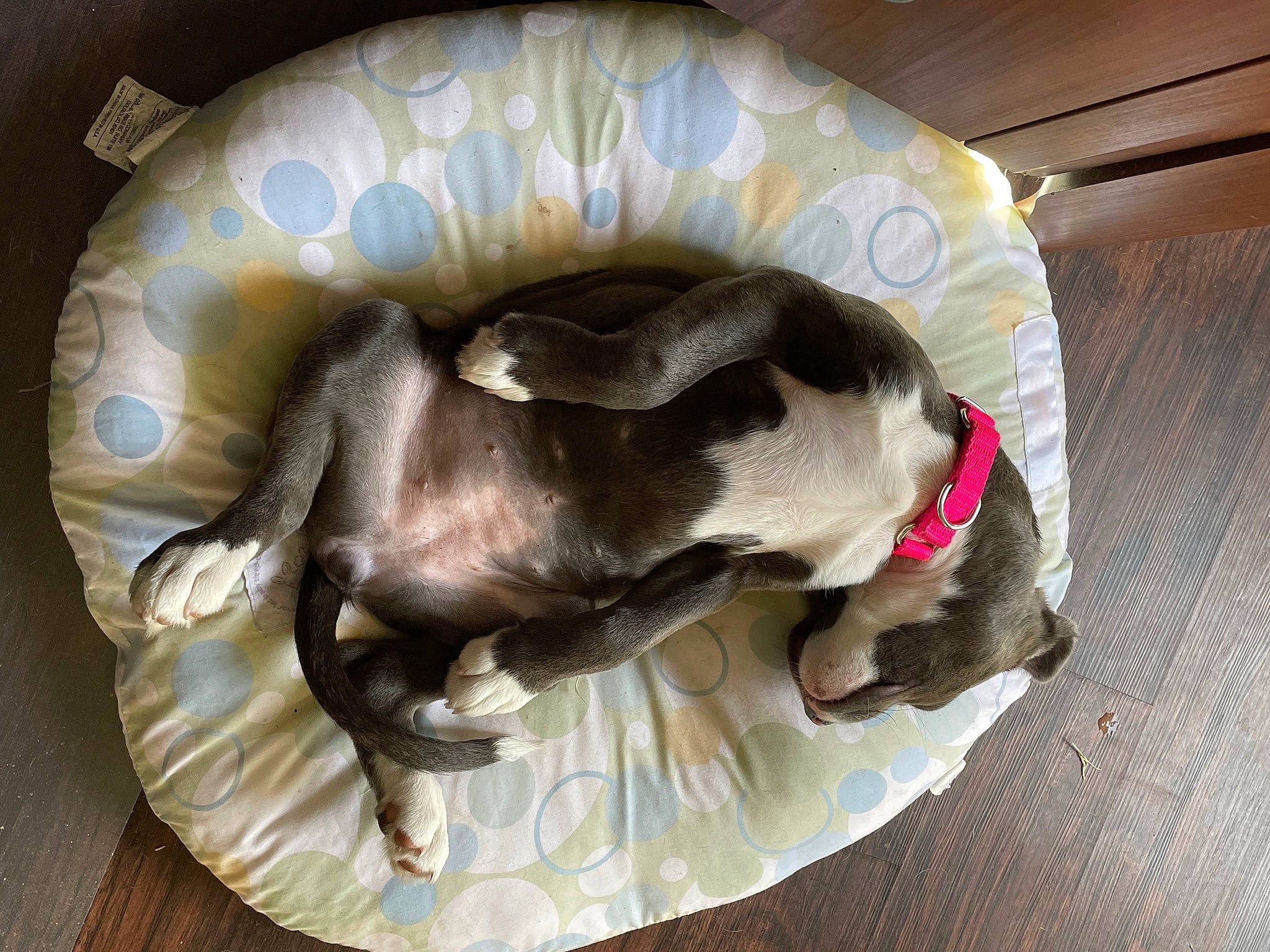 Paisley joined the competition — help win amazing prizes! carnivore, comfort, companion_dog, dog, dog_bed, dog_breed, dog_supply, fawn, linens, liver, nap, non_sporting_group, pet_supply, sporting_group, tail, working_animal