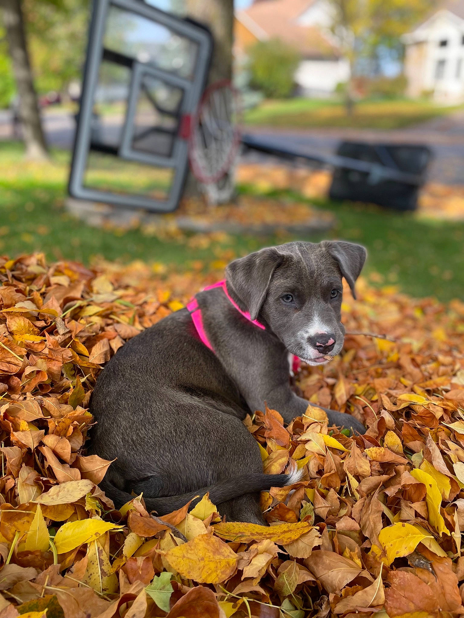Paisley joined the competition — help win amazing prizes! autumn, canidae, carnivore, collar, companion_dog, deciduous, dog, dog_breed, fawn, grass, leaf, plant, snout, soil, sporting_group, tail, terrestrial_animal, tints_and_shades, tree, working_animal