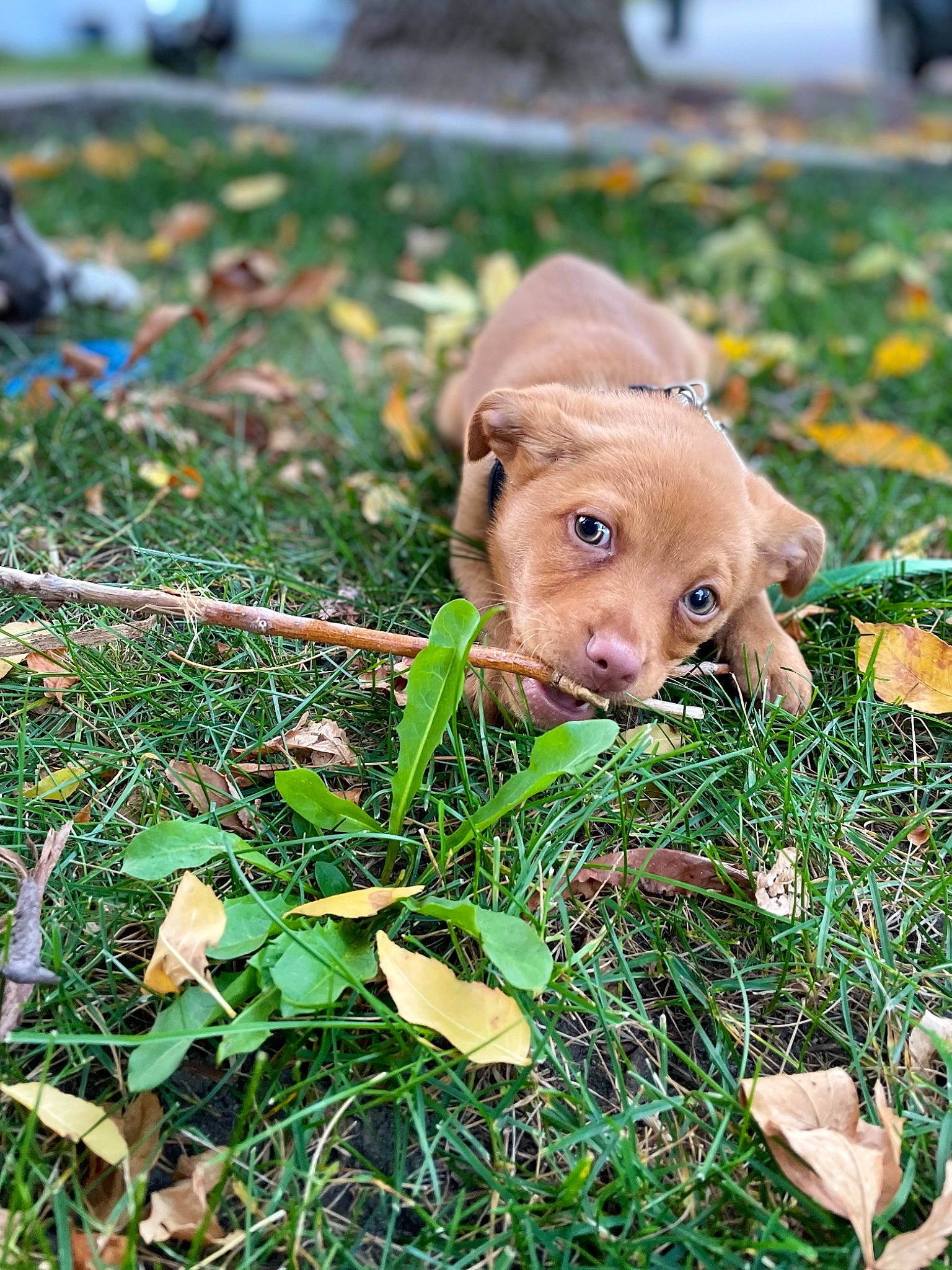 Zeke is registered to the contest to win money with this photo: autumn, carnivore, companion_dog, dog, dog_breed, fawn, field, grass, grass_family, groundcover, liver, plant, snout, soil, sporting_group, terrestrial_animal, toy, wildlife, wood, working_animal