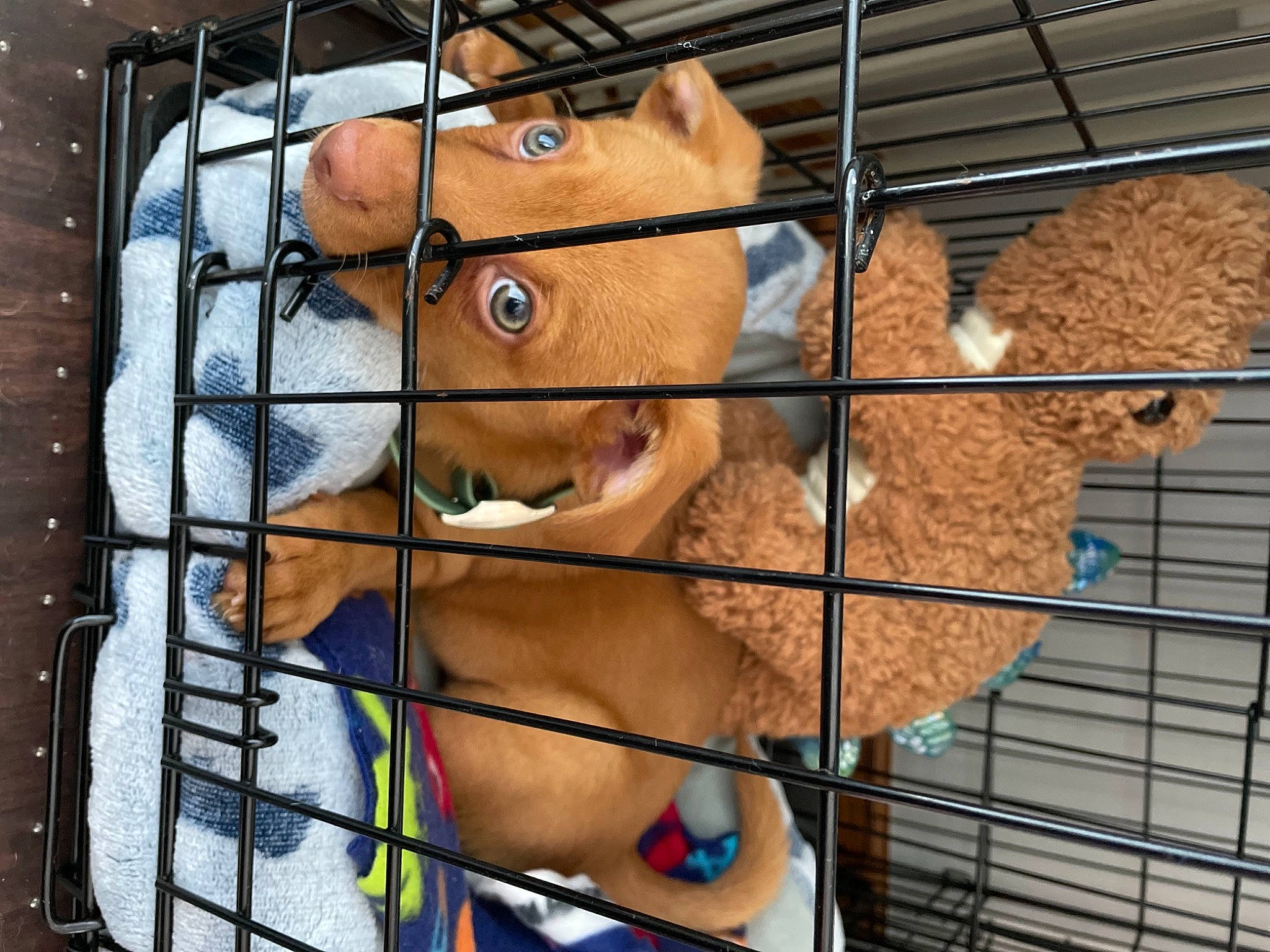 Zeke joined the competition — help win amazing prizes! animal_shelter, art, brick, cage, canidae, fawn, fur, hat, illustration, mammal, mesh, metal, pet_supply, service, snout, vertebrate, visual_arts, whiskers, window, wood