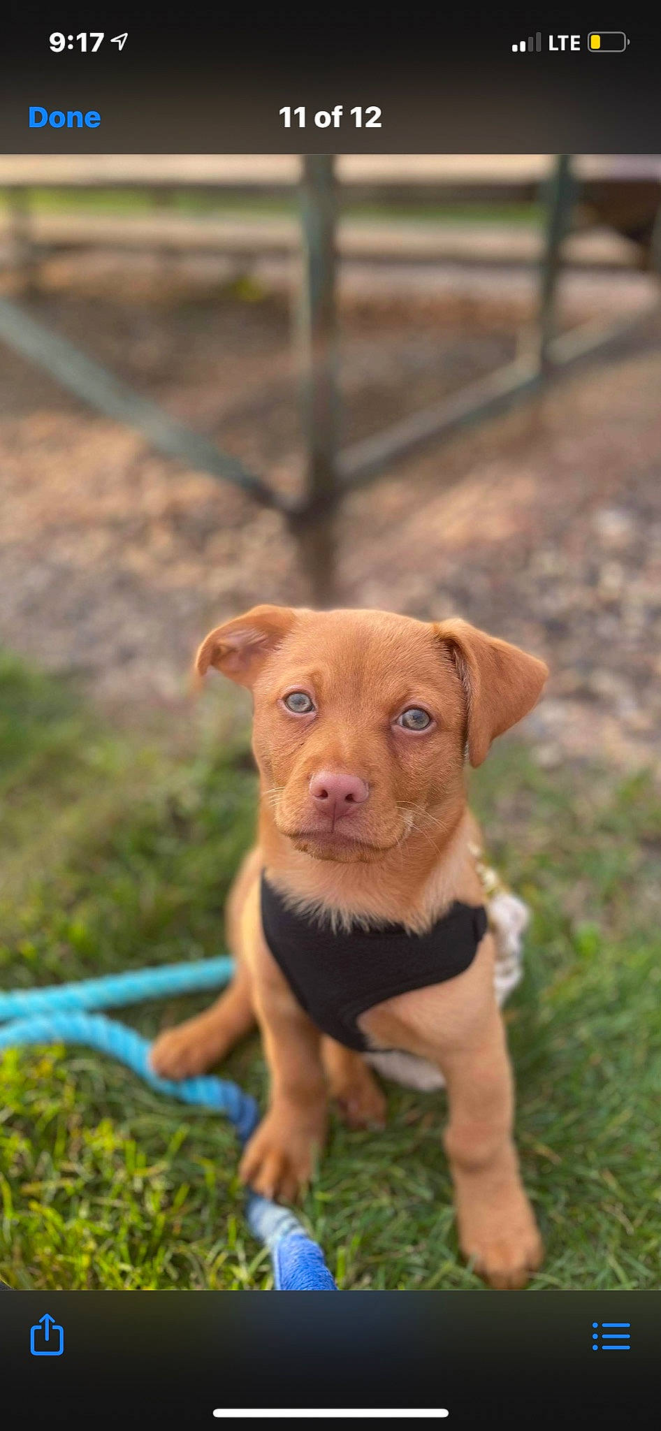 Zeke is registered to the contest to win money with this photo: carnivore, companion_dog, dog, dog_breed, dog_collar, fawn, grass, groundcover, hunting_dog, liver, non_sporting_group, plant, snout, soil, sporting_group, terrestrial_animal, whiskers, wood, working_animal, working_dog