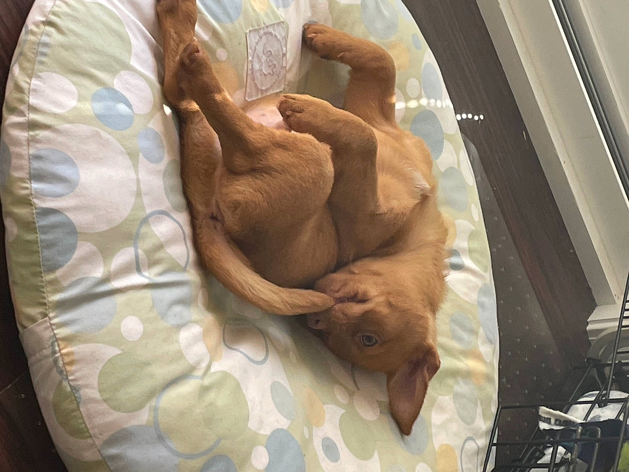 Zeke is registered to the contest to win money with this photo: art, bedding, canidae, carnivore, comfort, companion_dog, dog, dog_breed, fawn, hardwood, human_leg, linens, liver, nap, room, sporting_group, tail, wood, working_animal, wrinkle