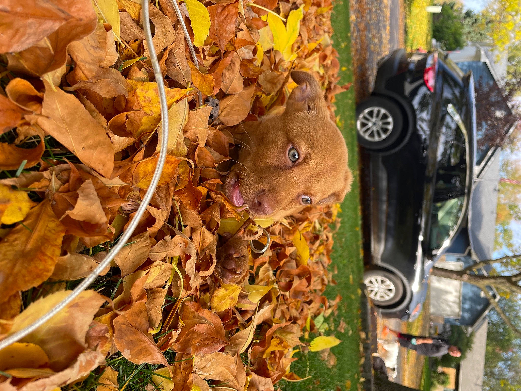 Zeke is registered to the contest to win money with this photo: automotive_exterior, automotive_lighting, automotive_tire, car, deciduous, fawn, fender, grass, leaf, motor_vehicle, plant, tints_and_shades, tire, tree, trunk, twig, vehicle, vehicle_door, wheel, wood