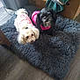 Gemma joined the competition — help win amazing prizes! dog, small_dog, white_dog, black_dog, pet_bed, fluffy_bed, pink_clothing, indoor, floor, wood_floor, cardboard_box, blanket, cozy, cute, animal, companion, fur, resting, two_dogs, domestic