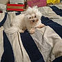 bed, blanket, cardboard_boxes, clutter, cute, dog, domestic_animal, fluffy, fur, indoor, laying_down, living_space, messy_room, pet, resting, small_dog, striped_blanket, tuft_of_hair, water_bottles, white_dog