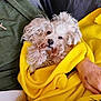 Gemma joined the competition — help win amazing prizes! dog, curly_fur, blanket, yellow_blanket, person, hands, green_shirt, bracelet, cozy, indoor, resting, pet, fur, cute, small_dog, cuddly, relaxed, comfort, home, snuggled