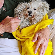 Gemma joined the competition — help win amazing prizes! dog, pet, blanket, yellow_blanket, curly_fur, white_dog, hands, person, green_shirt, cross_necklace, cozy, indoor, closeup, cute, animal, companionship, resting, comfort, furry, snuggled