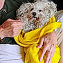 animal, blanket, closeup, comfort, companionship, cozy, cross_necklace, curly_fur, cute, dog, furry, green_shirt, hands, indoor, person, pet, resting, snuggled, white_dog, yellow_blanket