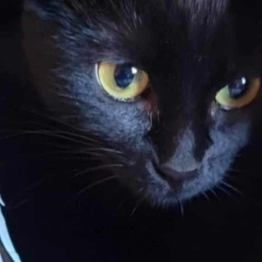 Piper