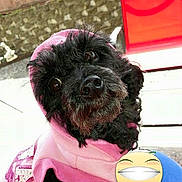 Saydegirl is registered to the contest to win money with this photo: animal, background, black_dog, casual_wear, close_up, cute, daylight, dog, furry, hoodie, looking_up, outdoor, pet, pink_clothing, playful, portrait, red_object, sitting, small_dog, stone_wall