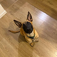 Ghost a rejoint le concours — aidez-le/la à gagner de superbes lots ! dog, puppy, shepherd, belgian_malinois, sitting, indoors, wooden_floor, hardwood, portrait, looking_up, black_mask, pointed_ears, collar, green_collar, tail, pet, canine, brown_fur, black_fur, home
