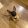 dog, puppy, shepherd, belgian_malinois, sitting, indoors, wooden_floor, hardwood, portrait, looking_up, black_mask, pointed_ears, collar, green_collar, tail, pet, canine, brown_fur, black_fur, home