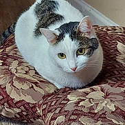 Percy joined the competition — help win amazing prizes! cat, pet_cat, domestic_cat, white_cat, tabby, cushion, floral_pattern, plush, loaf_position, yellow_eyes, fur, ears, whiskers, indoor, hardwood_floor, baseboard, hallway, looking_at_camera, portrait, cozy