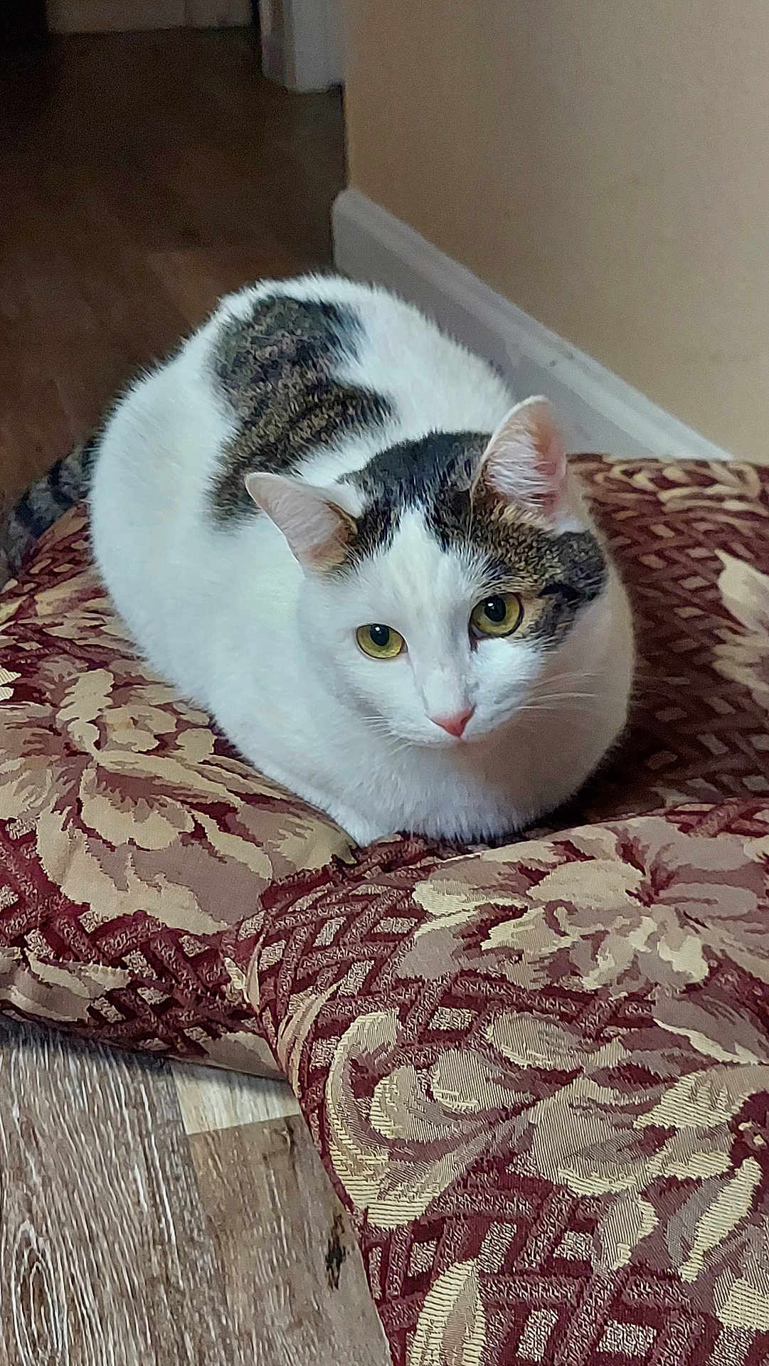 Percy joined the competition — help win amazing prizes! cat, pet_cat, domestic_cat, white_cat, tabby, cushion, floral_pattern, plush, loaf_position, yellow_eyes, fur, ears, whiskers, indoor, hardwood_floor, baseboard, hallway, looking_at_camera, portrait, cozy