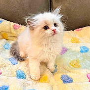 Murphy joined the competition — help win amazing prizes! kitten, cat, animal, cute, fluffy, pet, indoor, blanket, polka_dots, colorful, fur, young, sitting, eyes, whiskers, soft, cozy, small, adorable, feline