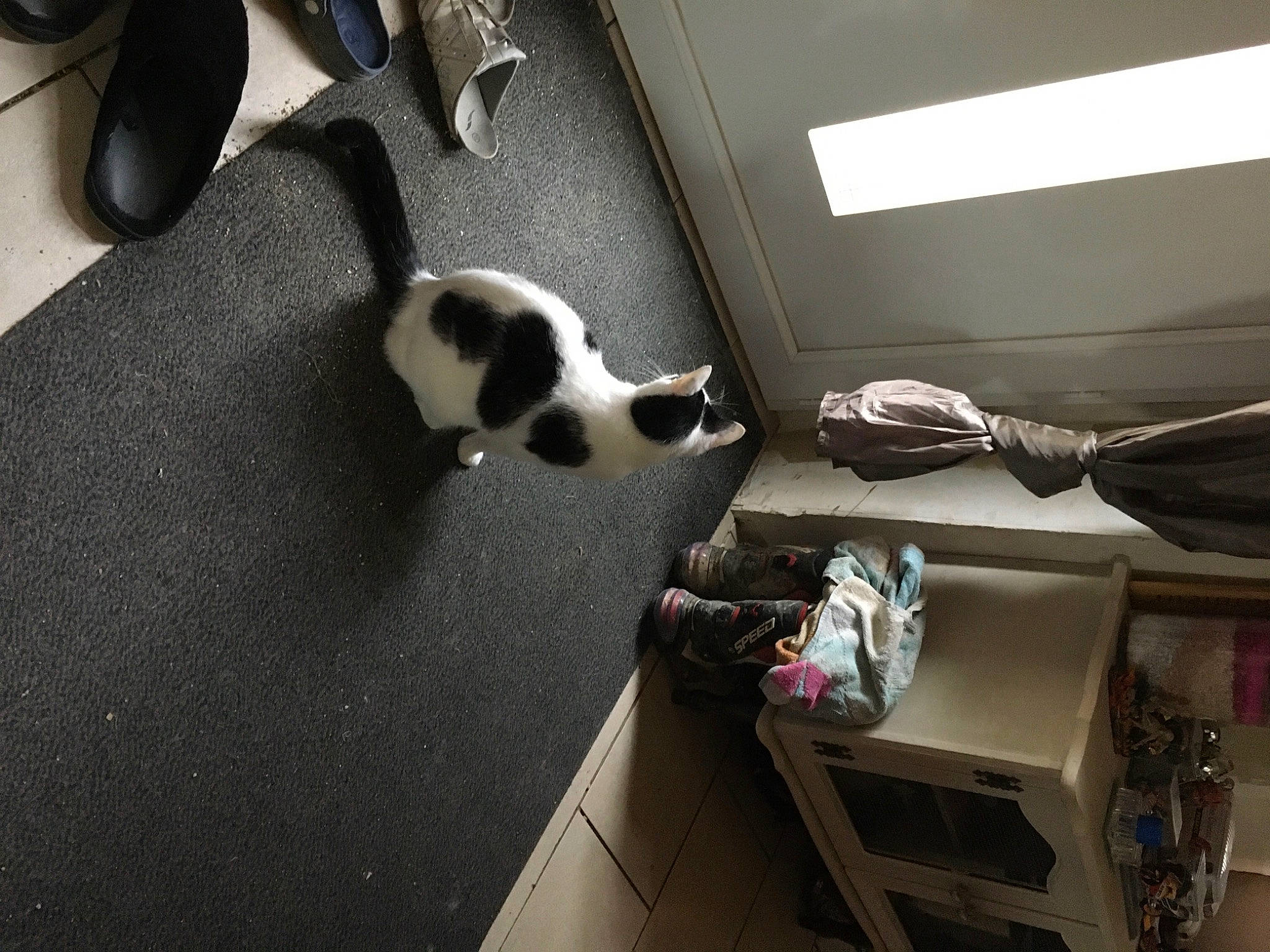 Nutela participe au concours pour gagner de l'argent avec cette photo : canidae, carnivore, cat, felidae, paw, small_to_medium_sized_cats, sporting_group, whiskers