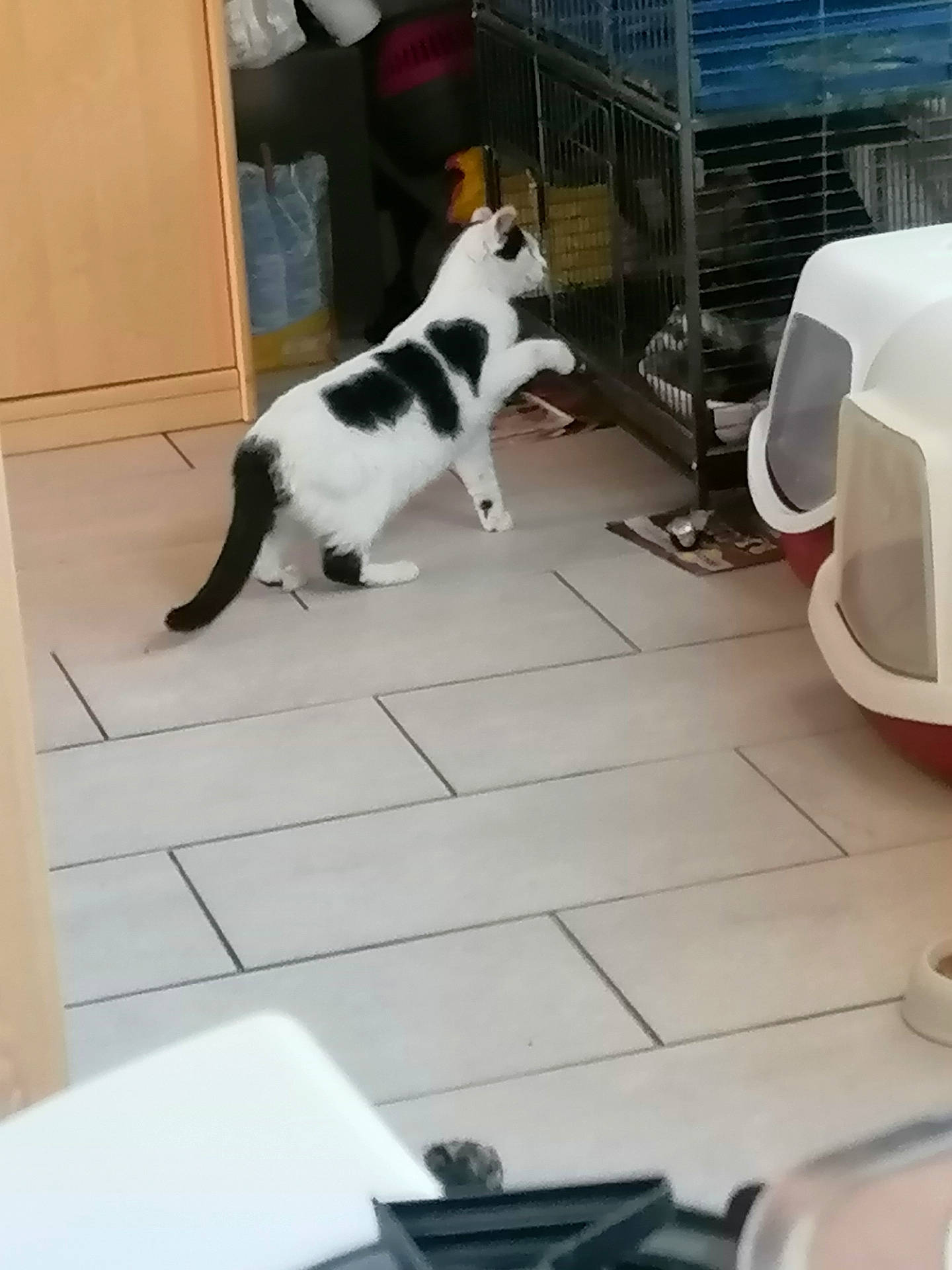 Nutela participe au concours pour gagner de l'argent avec cette photo : canidae, carnivore, cat, felidae, floor, kitten, small_to_medium_sized_cats, tail, whiskers