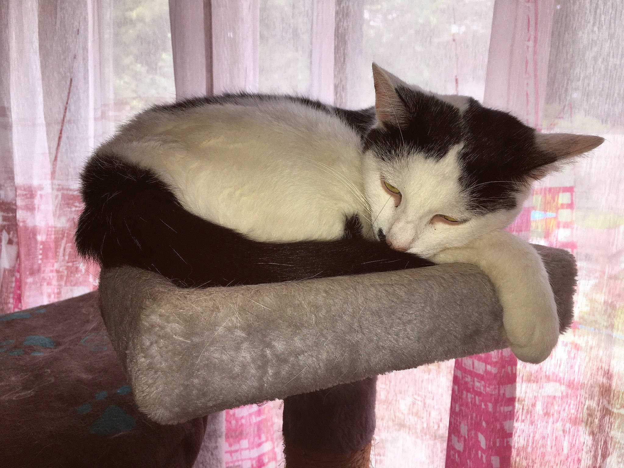 Nutela a rejoint le concours — aidez-le/la à gagner de superbes lots ! asian, carnivore, cat, cat_bed, domestic_short_haired_cat, ear, european_shorthair, felidae, fur, kitten, nap, polydactyl_cat, small_to_medium_sized_cats, tail, whiskers