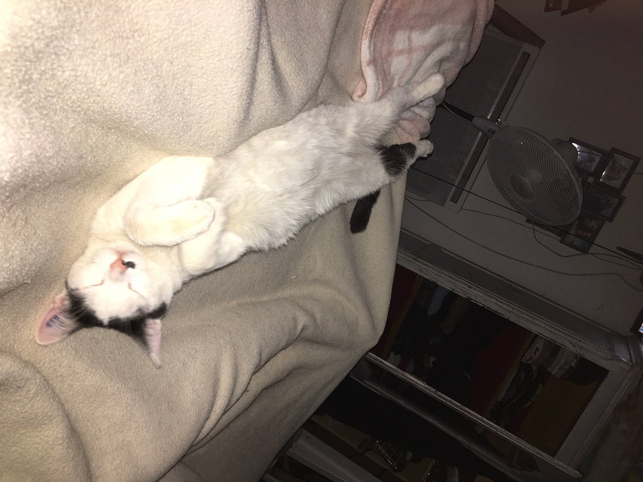 Nutela participe au concours pour gagner de l'argent avec cette photo : canidae, cat, felidae, fur, tail