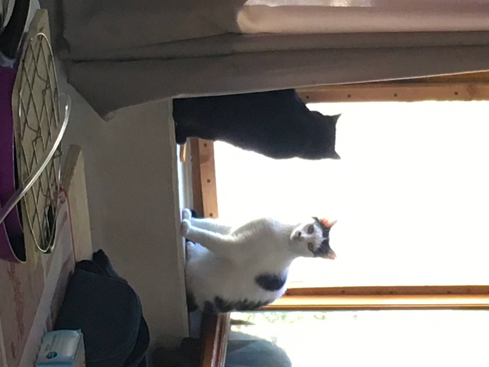 Nutela a rejoint le concours — aidez-le/la à gagner de superbes lots ! cat, felidae, small_to_medium_sized_cats, window