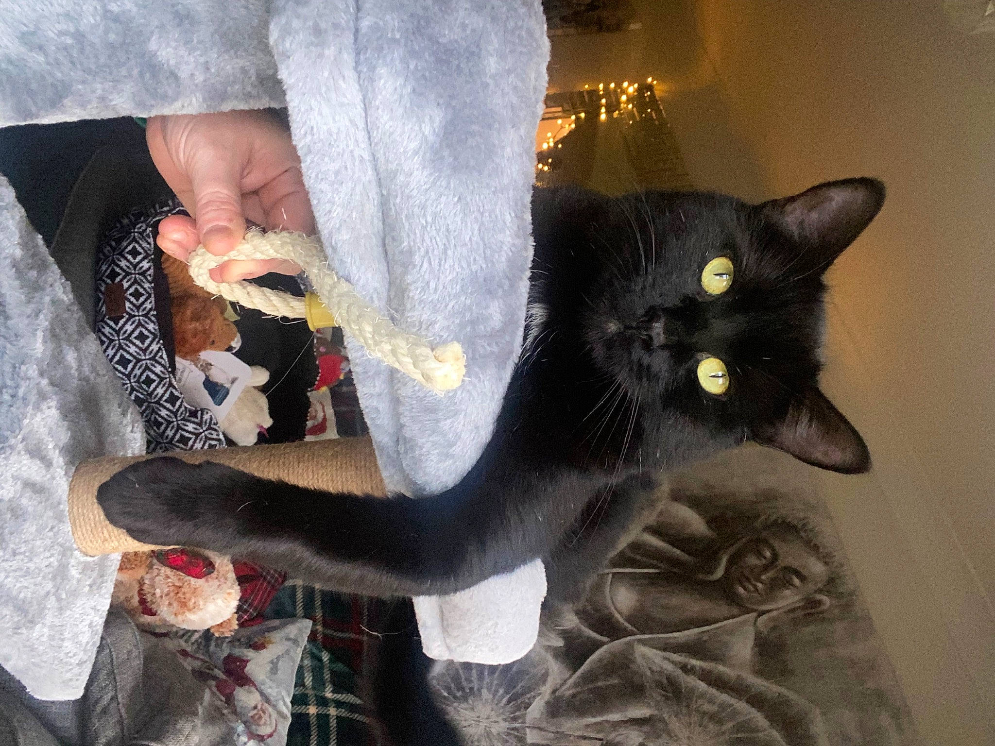 Boris is registered to the contest to win money with this photo: black_cat, carnivore, cat, claw, comfort, domestic_short_haired_cat, felidae, foot, fur, gesture, grey, human_leg, lap, mammal, paw, sitting, small_to_medium_sized_cats, snout, tail, whiskers