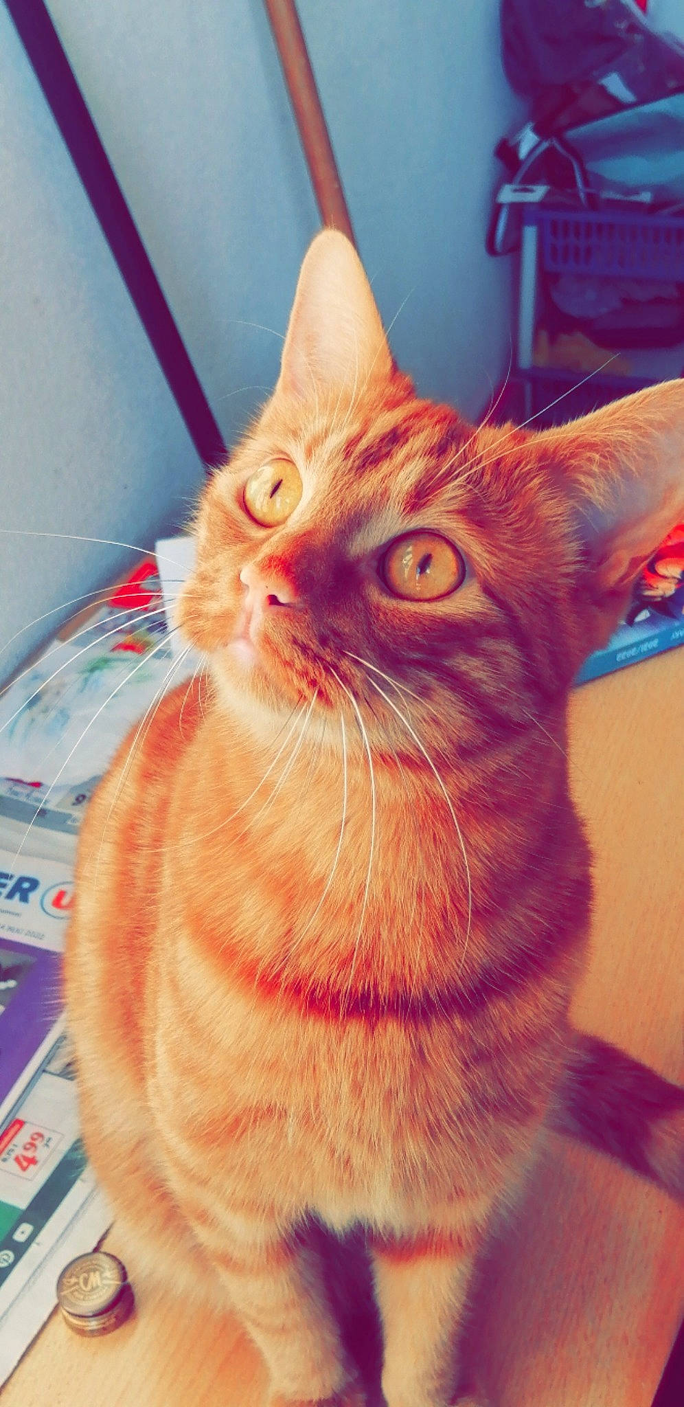 Sky participe au concours pour gagner de l'argent avec cette photo : carnivore, cat, claw, close_up, domestic_short_haired_cat, ear, eye, fawn, felidae, fur, head, iris, nose, paw, small_to_medium_sized_cats, snout, tail, whiskers, window