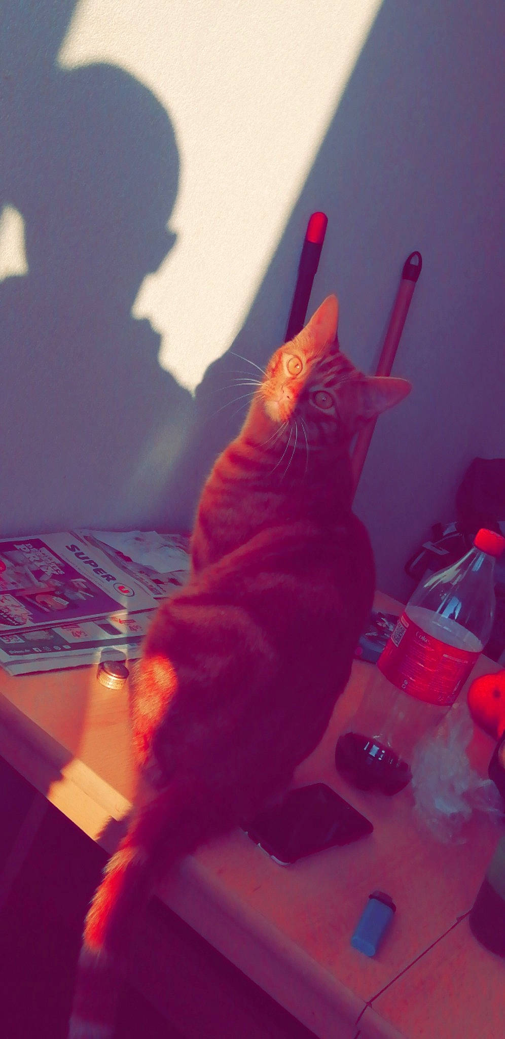 Sky a rejoint le concours — aidez-le/la à gagner de superbes lots ! carmine, carnivore, cat, darkness, desk, drink, event, feather, felidae, fun, fur, magenta, pink, plastic_bottle, room, small_to_medium_sized_cats, table, tail, water_bottle, whiskers