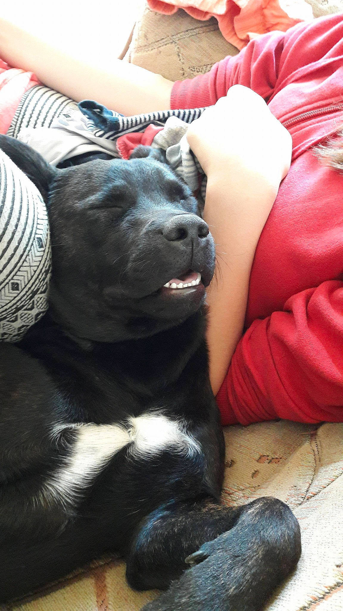 Smiley participe au concours pour gagner de l'argent avec cette photo : american_pit_bull_terrier, cane_corso, canidae, carnivore, companion_dog, dog, dog_breed, guard_dog, mammal, non_sporting_group, puppy, snout, sporting_group