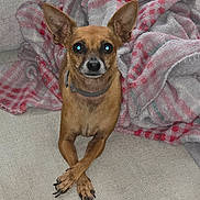 Sophie Dawn joined the competition — help win amazing prizes! dog, small_dog, tan_dog, crossed_paws, large_ears, couch, blanket, cozy, indoor, pet, animal, canine, domestic_animal, fur, sitting, looking_at_camera, flash_reflection, cute, companion, relaxed