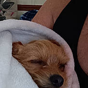 Fozzie Bear joined the competition — help win amazing prizes! arm, black_clothing, blanket, closed_eyes, comfort, cozy, dog, fur, home, indoor, nose, peaceful, person, pet, resting, skin, sleeping, small_dog, wall, wrapped