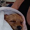 arm, black_clothing, blanket, closed_eyes, comfort, cozy, dog, fur, home, indoor, nose, peaceful, person, pet, resting, skin, sleeping, small_dog, wall, wrapped