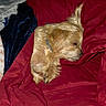 animal, blanket, brown_dog, canine, collar, comfort, cozy, cute, dog, fur, indoors, nap, paw, pet, red_blanket, relaxation, resting, sleeping, snuggled, soft_texture