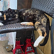 Lacey is registered to the contest to win money with this photo: cat, tortoiseshell, sleeping, chair, woven_chair, relaxed, indoor, wooden_wall, red_jack_stands, paw, tail, resting, pet, animal, feline, home, quiet, cozy, napping, dangling_leg