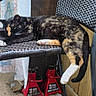 cat, tortoiseshell, sleeping, chair, woven_chair, relaxed, indoor, wooden_wall, red_jack_stands, paw, tail, resting, pet, animal, feline, home, quiet, cozy, napping, dangling_leg