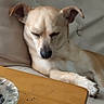 dog, sleeping, couch, remote_control, wooden_table, ashtray, indoor, relaxing, pet, furniture, beige, paw, resting, small_dog, closeup, domestic_animal, cozy, quiet, calm, text_overlay