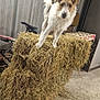 dog, hay_bales, shed, tools, bicycle, concrete_floor, brown_and_white_dog, curious_dog, indoor, rustic, farm, animal, pet, fur, ears, tail, standing, looking, equipment, storage